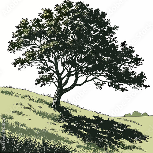 Stylized illustration of a mature tree with dense foliage casting a shadow on a grassy hill