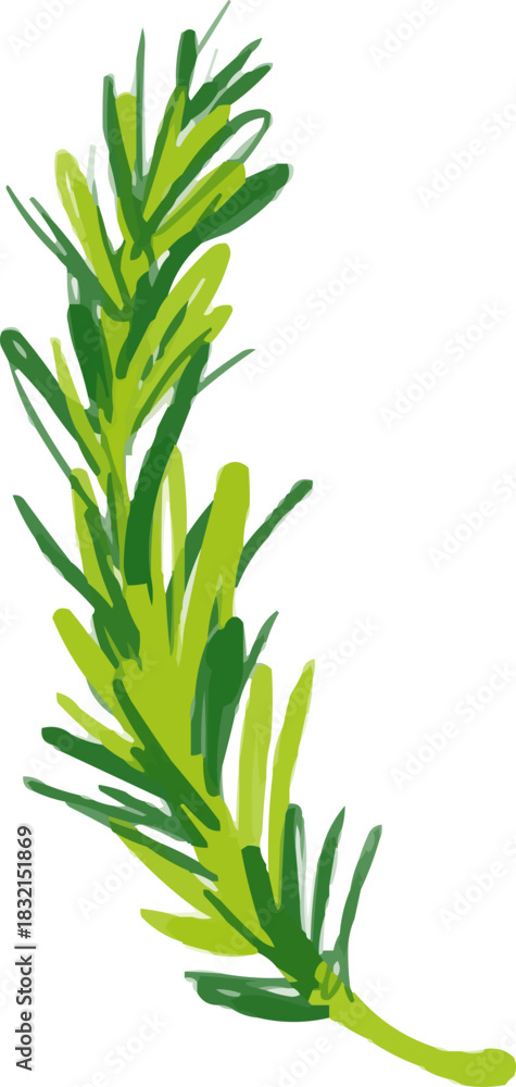 Fototapeta premium Hand-Drawn Watercolor Rosemary Herb or Pine Branch