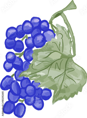 Hand-Drawn Watercolor Blue Grapes Cluster with Green Leaves