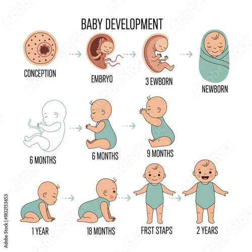 Baby development stages: conception to 2 years growth process
