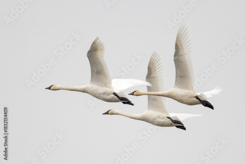 tundra swans in migration through the Upper Mississippi River