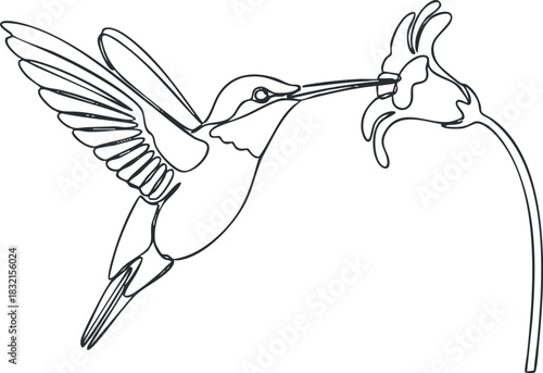 A hummingbird feeding from a flower in elegant outline vector style, perfect for nature-themed designs and illustrations
