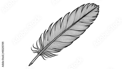 Detailed monochrome illustration of a single feather isolated on white background.