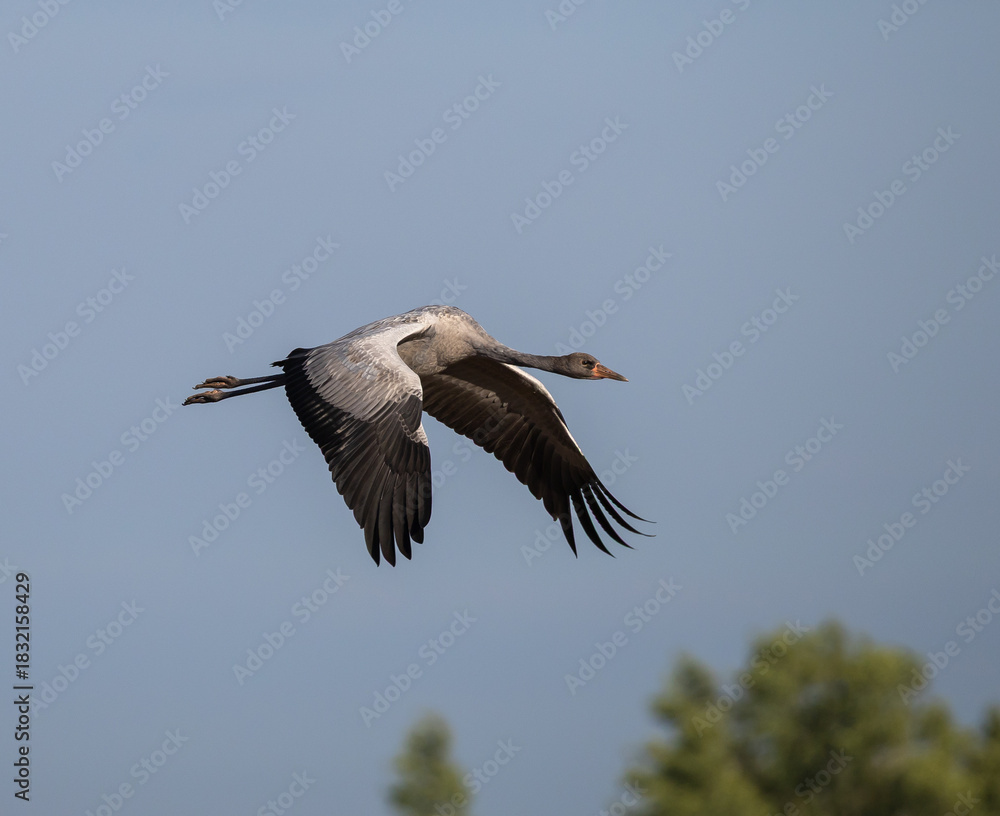 Fototapeta premium Crane (Grus grus) , flying against the sky, on eastern Oland, Sweden.