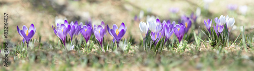 white and violet wild crocuses  blooming in alpine meadow at springtime in pa...