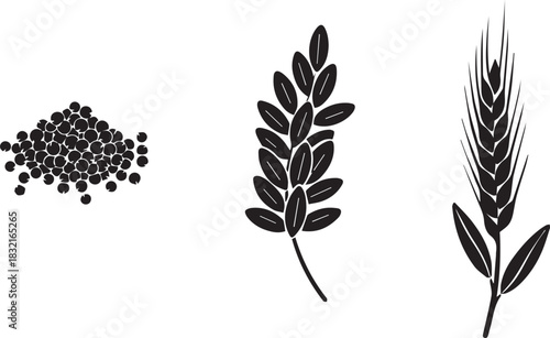 Three stages of grain growth and harvest on white background