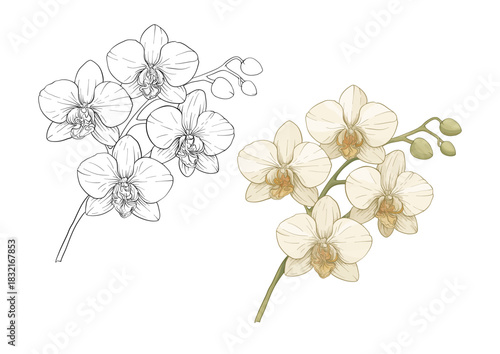 Elegant botanical vector illustration of orchid flowers and branches. Includes realistic color and outline sketches, hand drawn floral motifs. Perfect for decor, wedding templates and garden designs.
