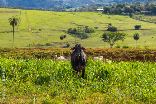 Brazilian rural landscape with a cow standing in green pasture and a herd in the background, illustrating cattle farming, abundant vegetation and agricultural fields.