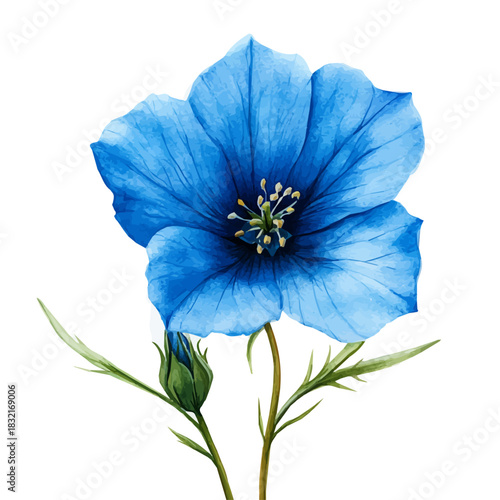 Bluestar Flower, detailed watercolor painting, isolated on a white background.