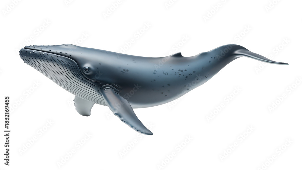 Obraz premium Blue whale swimming gently, showing its large majestic body and powerful tail, cut out, stock png, isolated on transparent background