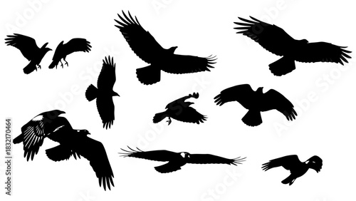Silhouetted eagles soaring a collection of flight poses in black and white