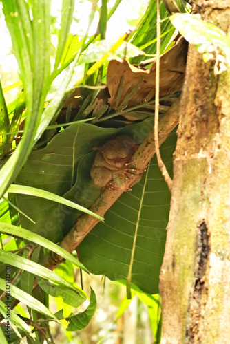 A tarsier sleeping on a branch under some leaves at the Bohol Tarsier Conservation Area, Island of Bohol, Philippines