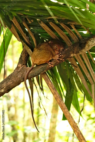 A tarsier resting on a branch under some leaves at the Bohol Tarsier Conservation Area, Island of Bohol, Philippines