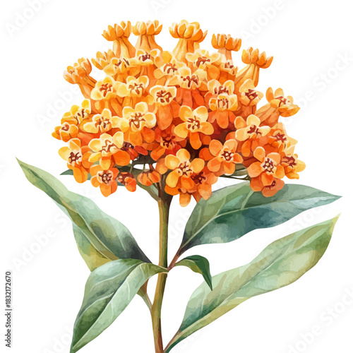 Asclepias Flower, high quality watercolor, isolated on a white background, vibrant details.