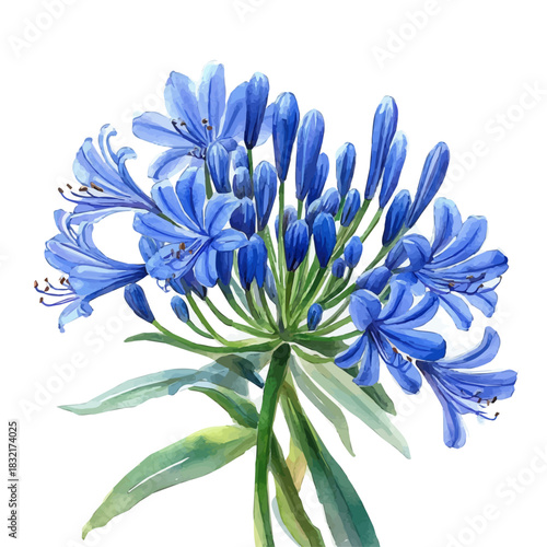 watercolor painting of Agapanthus Flower graphic, isolated on a white background.