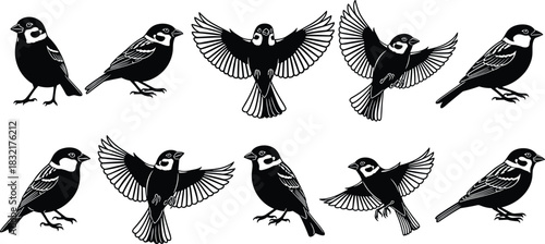 Bird Silhouette Set, black and white birds, magpie vector collection, flying bird icons, songbird clipart, wings spread shapes, minimalist avian design graphics