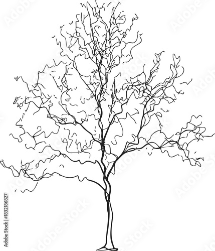 Tree sketch hand drawn line art with detailed branches and trunk. Vector illustration