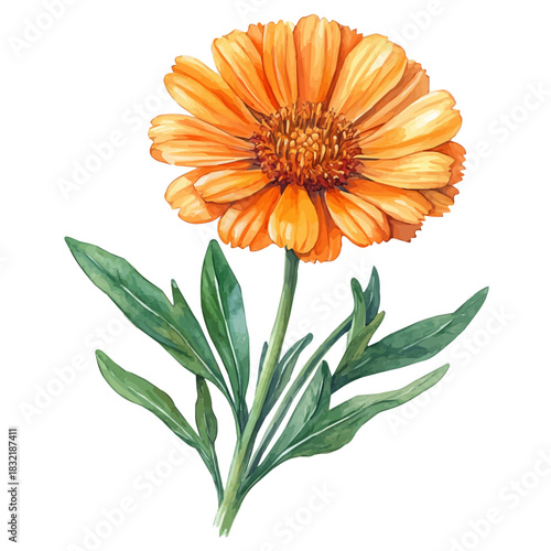 Calendula Flower, playful watercolor vector painting with subtle shadowing and soft gradients, isolated on a white background.