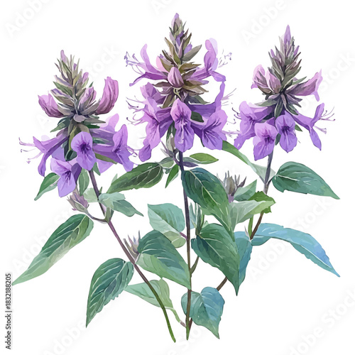 Bee Balm Flower, playful watercolor vector painting with subtle shadowing and soft gradients, isolated on a white background.