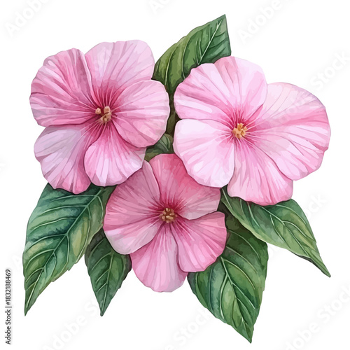Balsam Flower, elegant watercolor vector illustration with flowing lines and gentle color transitions, isolated on a white background.
