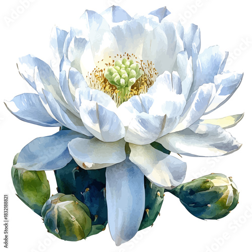 Astrophytum Flower, lively watercolor vector drawing with intricate brush, isolated on a white background.