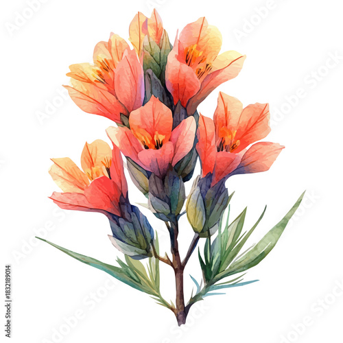Anigozanthos Flower, lively watercolor vector drawing with intricate brush, isolated on a white background.