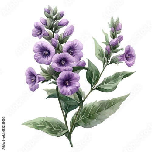 Angelonia Flower, lively watercolor vector drawing with intricate brush, isolated on a white background.