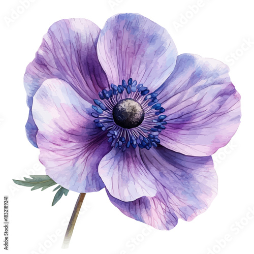 Anemone Flower, serene watercolor vector artwork with smooth washes of color and refined textures, isolated on a white background.