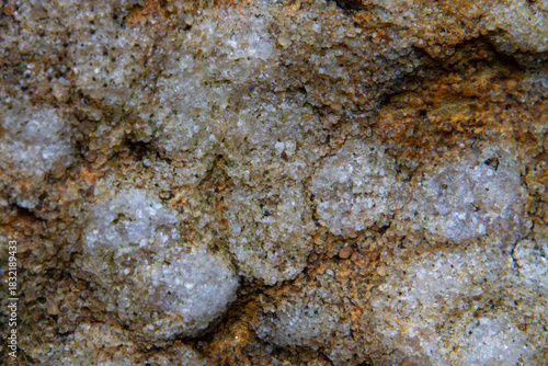 Fossile burrows of Skolithos linearis, a wormlike organism, in sandstone, topview, detail