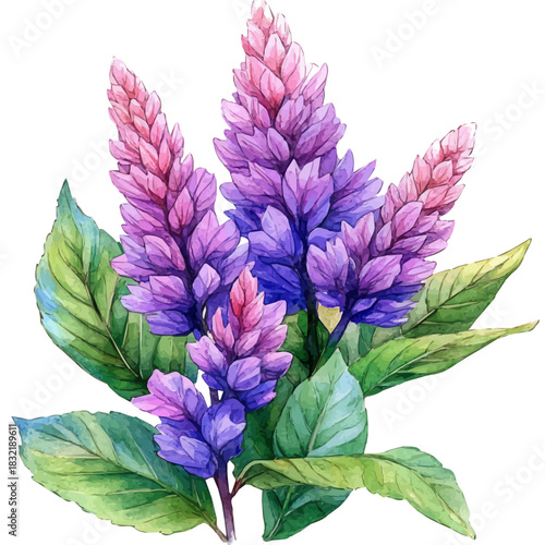 Amaranth Flower, lively watercolor vector drawing with intricate brush, isolated on a white background.