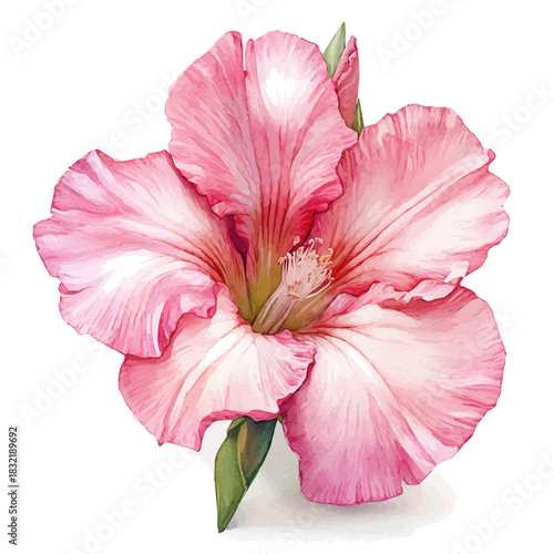 Adenium Flower, serene watercolor vector artwork with smooth washes of color and refined textures, isolated on a white background.