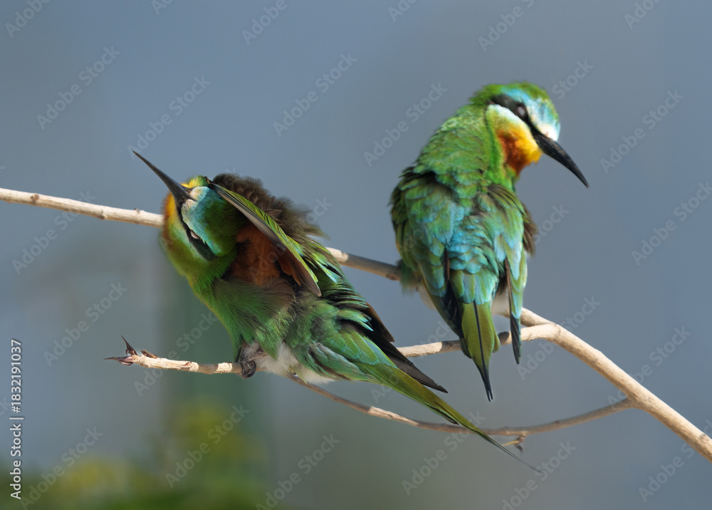 Obraz premium Blue-cheeked bee-eaters preening at Busaiteen coast, Bahrain