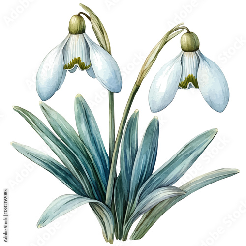 watercolor of Snowdrop Flower, hand-drawn, isolated on a white background.