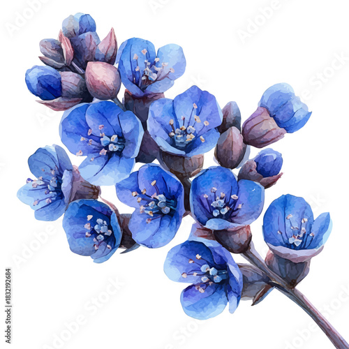 Sea Lavender Flower, graceful vector watercolor painting with soft flowing strokes and subtle highlights, isolated on a white background.