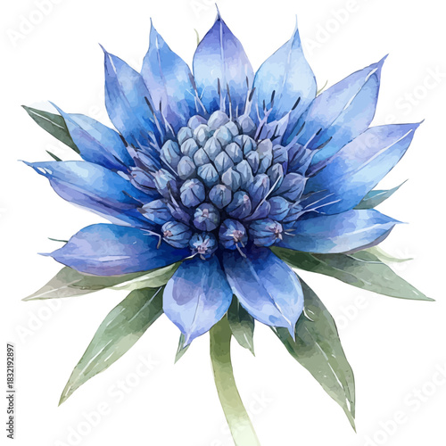 Sea Holly Flower, graceful vector watercolor painting with soft flowing strokes and subtle highlights, isolated on a white background.