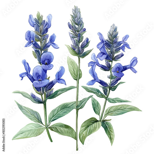 Salvia Flower, graceful vector watercolor painting with soft flowing strokes and subtle highlights, isolated on a white background.