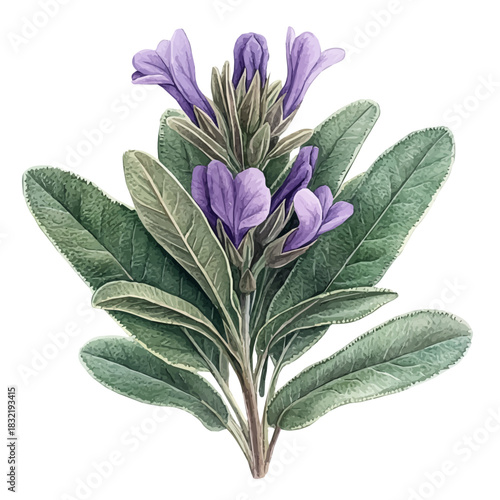 Sage Flower, elegant watercolor vector painting with refined details, isolated on a white background.