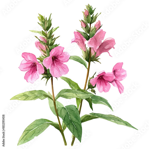 Sage Flower, elegant watercolor vector painting with refined details, isolated on a white background.