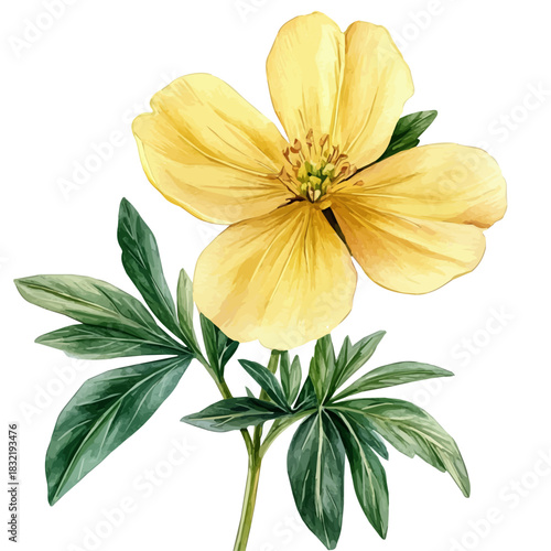 Rue Flower, delicate painting watercolor vector with vivid brush accents, isolated on a white background.
