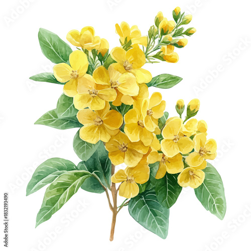 watercolor of Rue Flower, hand-drawn, isolated on a white background.