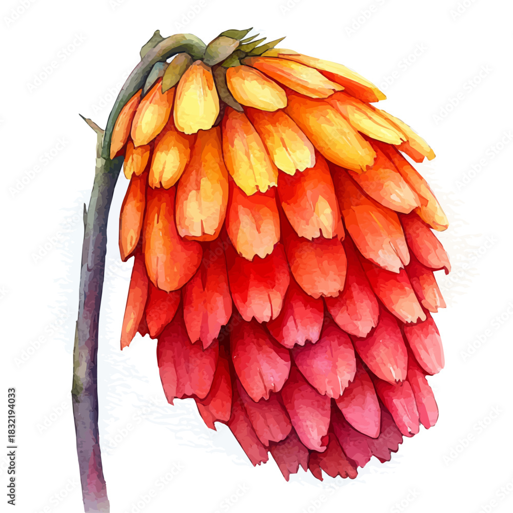 Fototapeta premium Red Hot Poker Flower, watercolor painting vector, isolated on a white background.