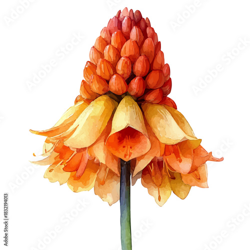 Red Hot Poker Flower, watercolor vector, isolated on a white background.