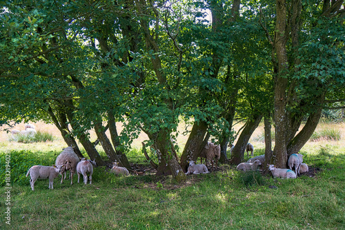 Resting Sheep in the shadow