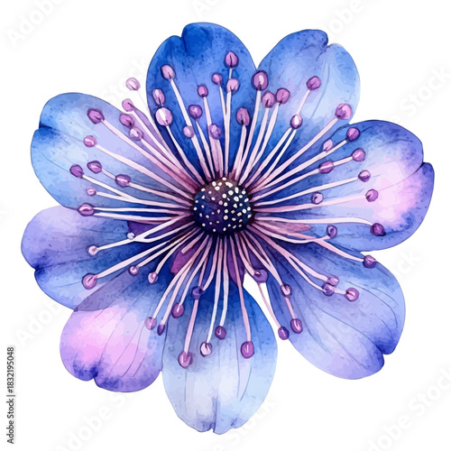 Pincushion Flower, watercolor painting vector, isolated on a white background.