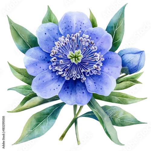 Pincushion Flower, watercolor vector, isolated on a white background.