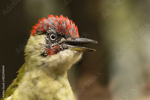 Ritratto di giovane picchio verde nel bosco