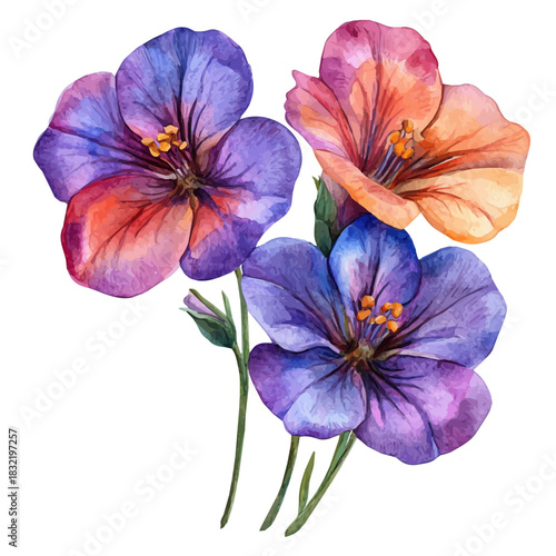 Nemesia Flower, watercolor clipart vector, isolated on a white background.