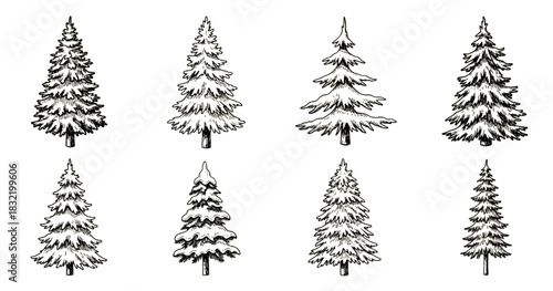 Hand-drawn Pine Trees Collection, Black Ink Illustrations, Nature Sketches, Graphic Design Elements