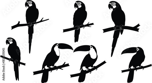 Exotic birds silhouettes, macaw parrots and toucans on branches, tropical wildlife icons set, rainforest bird illustration, black