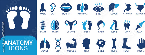 Human Anatomy Icons Set Vector